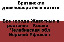 Британские длинношерстные котята - Все города Животные и растения » Кошки   . Челябинская обл.,Верхний Уфалей г.